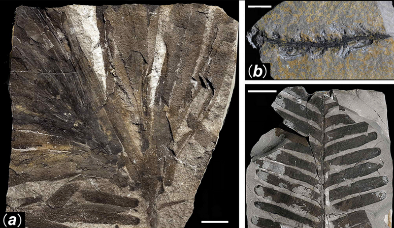 Illustration for article titled First Photos of China's 298-Million-Year-Old Buried Forest
